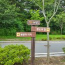 동수리 한반도섬 전망대 가로수 | 한반도섬(楊口)