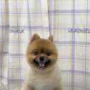 탱스땡스 이미지