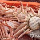 동해-단속-12 이미지