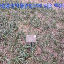 국립중앙박물관 입구에 심어진 맥문동 이야기 이미지