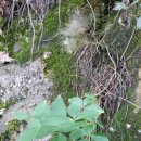 심마니 산약초 이미지