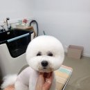 펫디자이너 시나 이미지