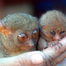 안경원숭이 - 세상에서 가장 작은 동물중 하나 입니다. 이미지