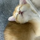 사막여우에옹 이미지