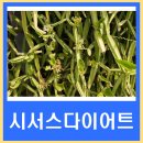 시서스 다이어트 원리 후기