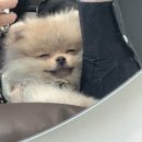 한결강아지미용실 이미지