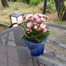 아우라제이 이미지