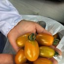 세지농장 이미지