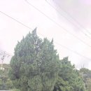 향나무쉼터 | 향나무랑 서양측백이 멋진 강마을 다람쥐 식사 후기