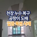 천장 누수 복구 후기 곰팡이 도배 깔끔 복원 사례