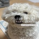 쁘띠숑 | 플러쉬퍼피 슬리커브러쉬 솔직후기 | 말티숑 봄이의 엉킨털 관리템 추천