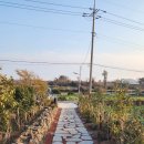 스테이 도채비꽃 이미지