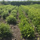 심우농장 이미지