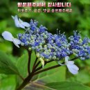 전라남도 농업박물관(외도) | [공지] 전남농업박물관, 감사한 마음으로 올리는🙏 '올개심니!', 낫으로 벼 베고 탈곡까지, 첫 수확의...