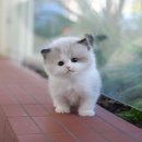 온천장고양이 이미지