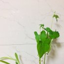 하연옥수수