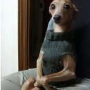 못된강아지 이미지