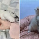 도그마루 강아지고양이 일산점 이미지