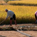 마을정자 이미지