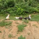 동녁골 농장 이미지