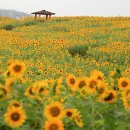 [모객중] 노란원색의 물결 300만송이 해바가리꽃잔치 & 내소사 와 전나무숲길 이미지