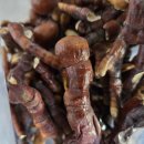 경기도 수원시 권선구 구운로27번길 2 (구운동) | [공지] ≫ 녹각 영지버섯 효능,기력.면역력.회복부터 뇌보호까지. . .