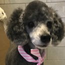 진리동물병원 이미지