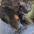 까까멍냐옹 수제간식 이미지