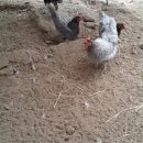 새온농원 이미지