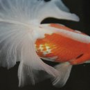 아쿠아라이프 이미지