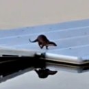 탄금호국제조정경기장 보트하우스 이미지