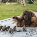 I DO SCREEN GOLF 이미지