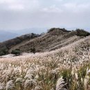 번개산행(31일) 명성산 억새 + 고석정 꽃밭 + 은하수 다리 (버스로 이동) 이미지