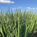 삼봉농장 이미지