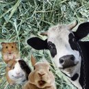 채릇채릇 이미지