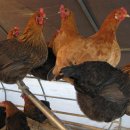 영자농장 이미지