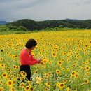해바라기모바일 이미지