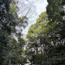 메이지 | 도쿄 여행 시부야 메이지 신궁 후기