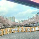 무거동 봄이네 | 무거천 벚꽃축제 다녀온 후기 ,벚꽃 만개🌸울산 벚꽃 명소, [무거천]/ 울산벚꽃명소추천,무거천궁거랑...