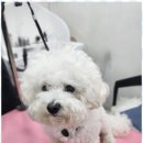 오늘도 예쁘개 이미지