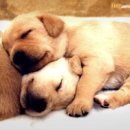 예쁜강아지 이미지