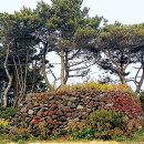 남원읍-1 Daum카페
