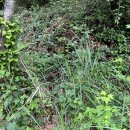 월심이네 이미지