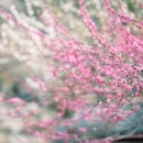 들에핀 매화 이미지