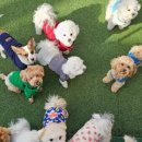 연희도그 이미지