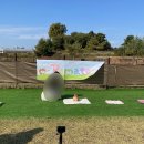 [전국포메라니안모임] 포메이트 1회 운동회☀️ -3