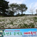 옥정호구절초테마공원 이미지