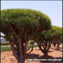 다복솔농장 이미지