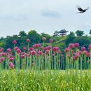 세븐일레븐공주신관중앙점 | [충남/명소]공주 미르섬 코끼리마늘꽃 보러가기｜6월에만 만나는 보랏빛 꽃섬
