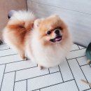 보라종합동물병원 이미지